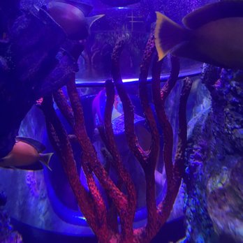 Sea Life Aquarium - Aquariums Near Me - Carlsbad, California Sea Life Aquarium - Aquariums Near Me - Carlsbad, California
