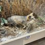Silver River Museum & Environmental Education Ctr