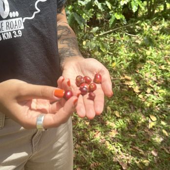 Sandra Farms - Coffee & Tea Near Me - Adjuntas, Puerto Rico