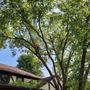 Photo of ELC Tree Service