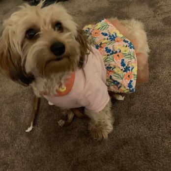 Doggies Divine - Before: shaggy girl - Pet Groomers Near Me - San Diego, California