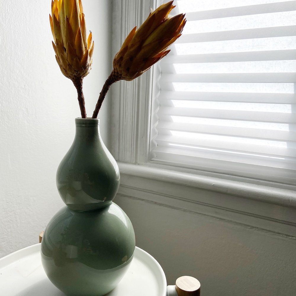 Protea Protea
