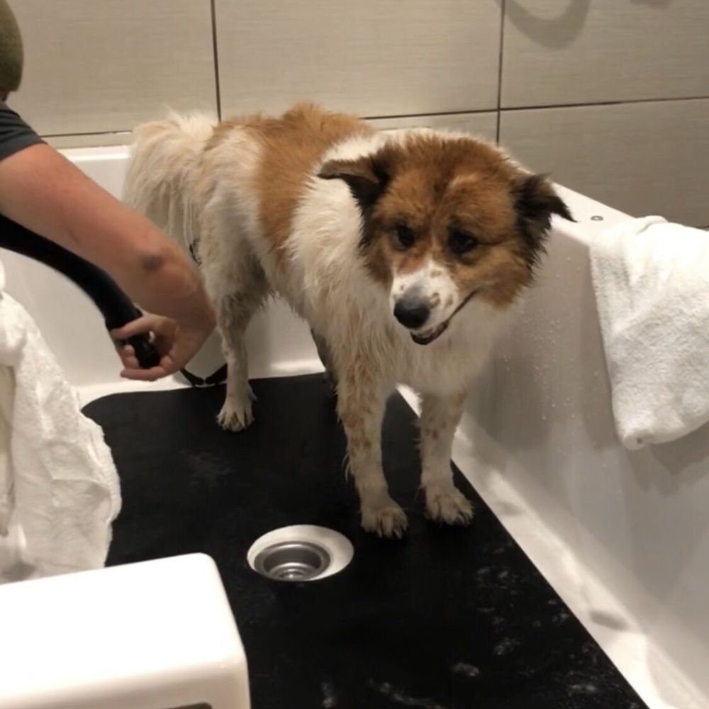 Pet Spawt - Abby loves coming to Pet Spawt! - Pet Stores Near Me - Holladay, Utah Pet Spawt - Abby loves coming to Pet Spawt! - Pet Stores Near Me - Holladay, Utah