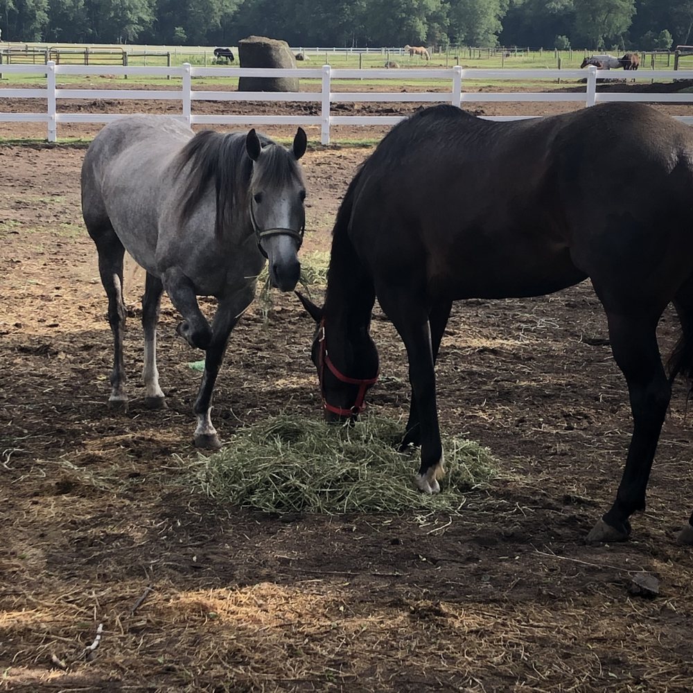 Red Roof Stable and Farm - equestrian in Princeton, IA