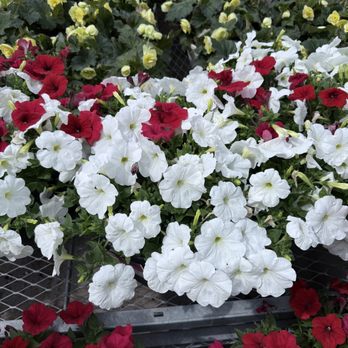 King Landscape - Tree Services Near Me - Nashville, Tennessee King Landscape - Tree Services Near Me - Nashville, Tennessee
