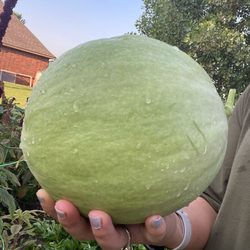 Sweet Corn Organic Nursery - Honey Dew Melon