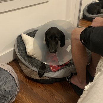 Oradell Animal Hospital - Ollie & his cone of shame. Thank you to the amazing Doctors at Oradell Animal Hospital!! - Veterinarians Near Me - Paramus, New Jersey Oradell Animal Hospital - Ollie & his cone of shame. Thank you to the amazing Doctors at Oradell Animal Hospital!! - Veterinarians Near Me - Paramus, New Jersey