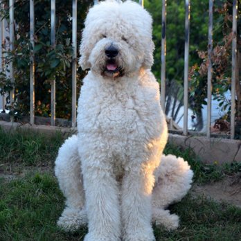 Paws Into Grace - Pet Hospice Near Me Paws Into Grace - Pet Hospice Near Me