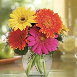 Beautiful Summer Gerbera Daisys