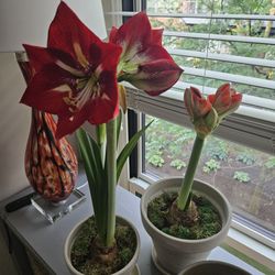 Amaryllis & Caladium Bulb Company - Ignore the tiny one, that's from another store. Just the 3 tallest are from this company.