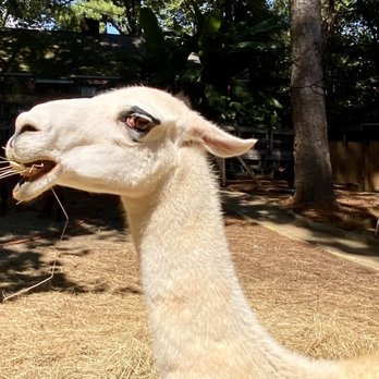 Alpaca Treehouse in the Bamboo Forest - The queen is eating. - Vacation Rentals Near Me - Atlanta, Georgia