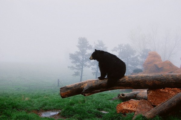 Bear Country USA by null