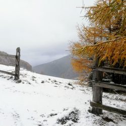Schliniger Alm - Auf dem Weg zur Alm