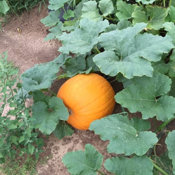 Garwood Orchards - Fruits & Veggies Near Me - Laporte, Indiana