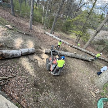 Alpine Tree Service - a group of men working on a fallen tree - Tree Services Near Me - Oxford, Michigan Alpine Tree Service - a group of men working on a fallen tree - Tree Services Near Me - Oxford, Michigan
