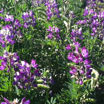 Regional Parks Botanic Garden at Tilden - Flowers were growing in full force during spring - Botanical Gardens Near Me - Berkeley, California