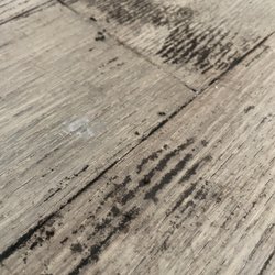 Nest DC - Second time mold grew