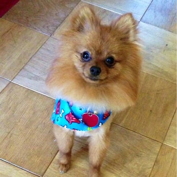Perfectpaws Doggie Spa - Look at the cute scarf Perfectpaws gave to Buddy. - Pet Groomers Near Me - Oxon Hill, Maryland Perfectpaws Doggie Spa - Look at the cute scarf Perfectpaws gave to Buddy. - Pet Groomers Near Me - Oxon Hill, Maryland