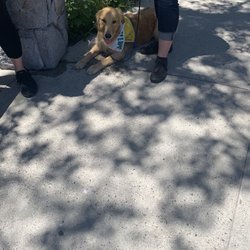 American Century Celebrity