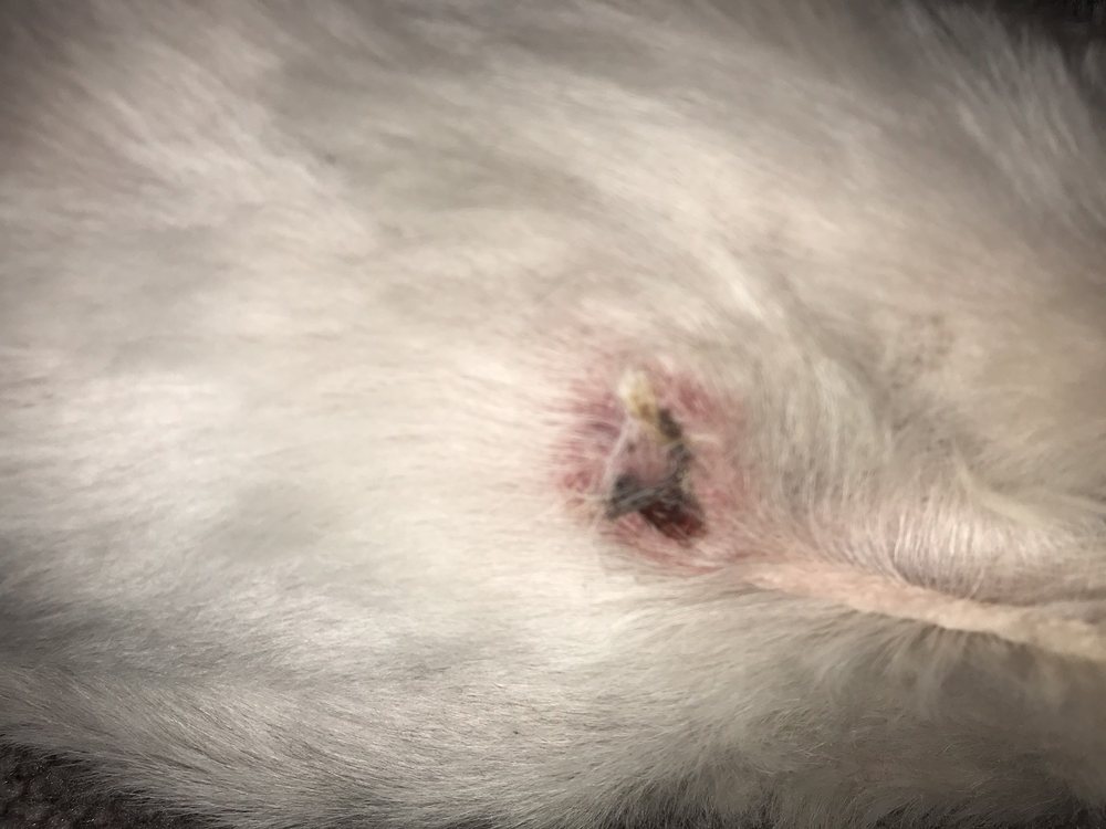 HUGAPUP DOG SALON 13 Photos & 21 Reviews 1042 Park Blvd