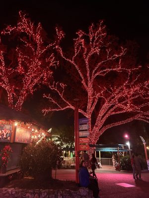 Christmas Town Tampa Bay by null