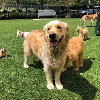 DoggieVIP Philly - Pet Groomers Near Me - Philadelphia, Pennsylvania DoggieVIP Philly - Pet Groomers Near Me - Philadelphia, Pennsylvania