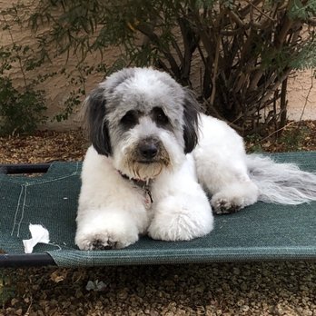 Fancy Pets - Pet Groomers Near Me - Tempe, Arizona