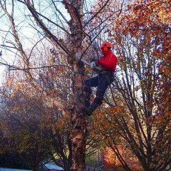 Kailys Tree Services - Tree Services Near Me - Nashville, Tennessee Kailys Tree Services - Tree Services Near Me - Nashville, Tennessee