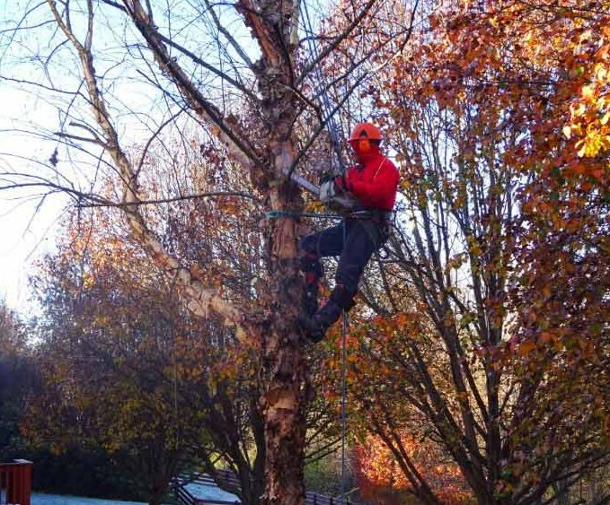 Kailys Tree Service - tree service in Nashville, TN
