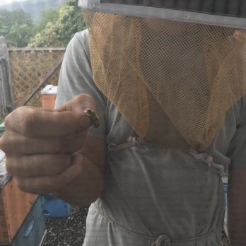 Big Island Bees - Honey Near Me - Captain Cook, Hawaii