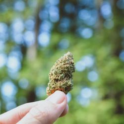 Foggy Daze Delivery - mendo breath