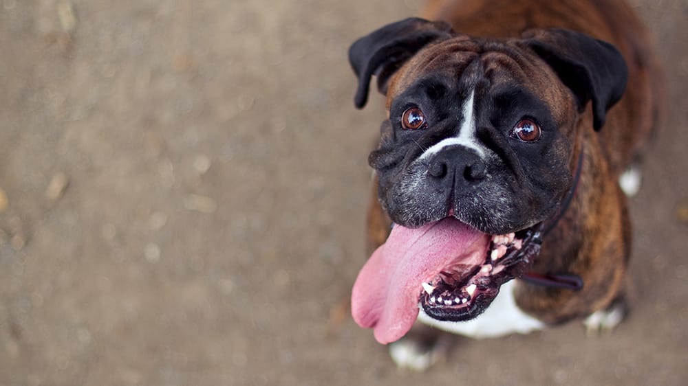 Indian River Animal Hospital Image