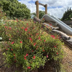 Wylde Provisions - Play earthen mound + slide