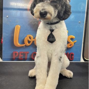 Locky´s Pet Grooming - Raider after - Pet Groomers Near Me Locky´s Pet Grooming - Raider after - Pet Groomers Near Me