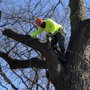 Photo of AAA Tree Care & Landscaping