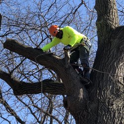 AAA Tree Care & Landscaping - Great crew got the job done correctly.