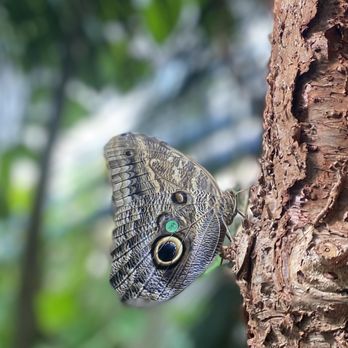 Butterfly Pavilion - BF - Museums Near Me - Westminster, Colorado