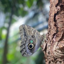 Butterfly Pavilion - BF
