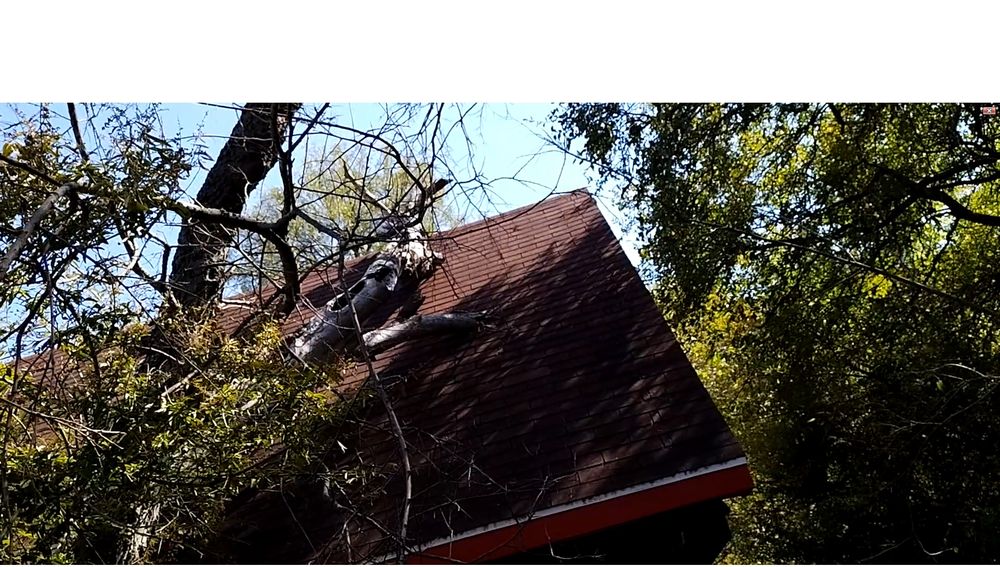 Sal's Landscape & Tree Service - tree service in Fort Worth, TX