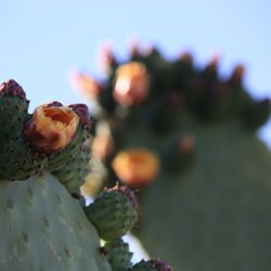 The Pet Cemetery of Tucson - One of the many cacti that bloom throughout the cemetery grounds.