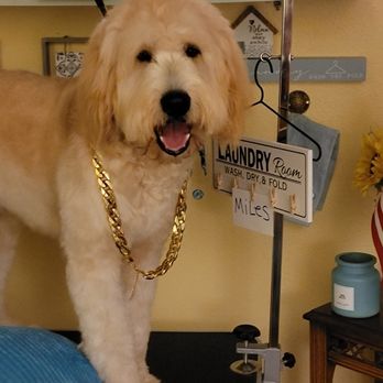 Mama Love's Small Dog Groomer - Miles getting his picture taken after his bath! - Pet Groomers Near Me - Cantonment, Florida Mama Love's Small Dog Groomer - Miles getting his picture taken after his bath! - Pet Groomers Near Me - Cantonment, Florida