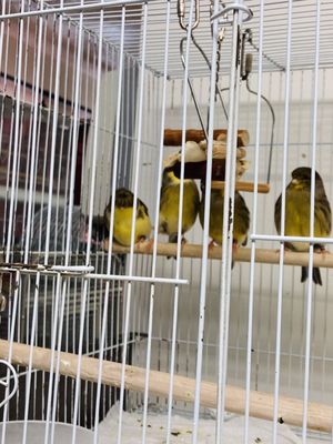 Birds & More by null