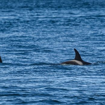Outer Island Expeditions - Orca - Fishing Near Me - Eastsound, Washington
