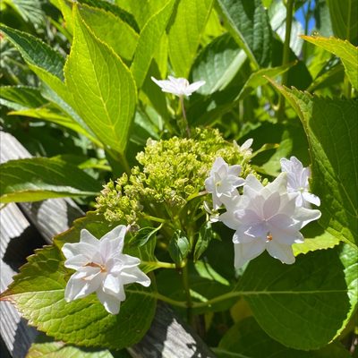 Filbert Steps by null