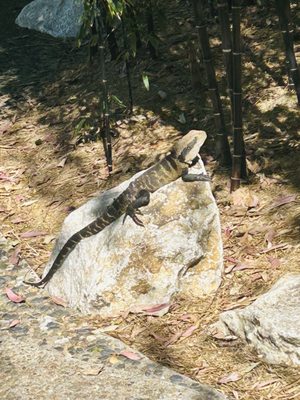 Chinese Garden of Friendship by null