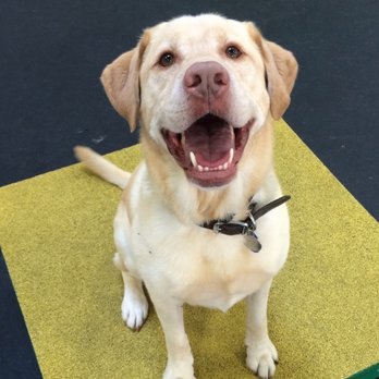 Frolick Dogs - Pet Sitting Near Me - Alexandria, Virginia Frolick Dogs - Pet Sitting Near Me - Alexandria, Virginia