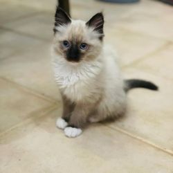 Garbizo Animal Clinic - Blue - Past Pet of the Month