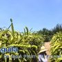 Photo of Oceanside Dragon Fruit