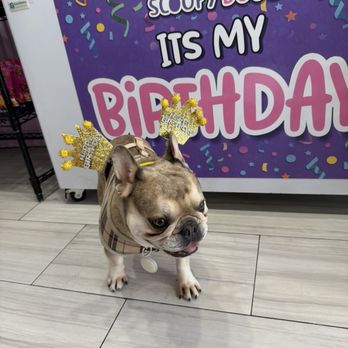 Scoopy Doos - Pet Stores Near Me - Delray Beach, Florida Scoopy Doos - Pet Stores Near Me - Delray Beach, Florida