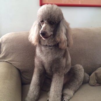 Pet Supreme - Amazing grooming and they really and genuine care and love my Dog. - Pet Stores Near Me - Sylmar, California